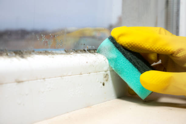 Best Mold Damage Repair  in Northumberland, PA