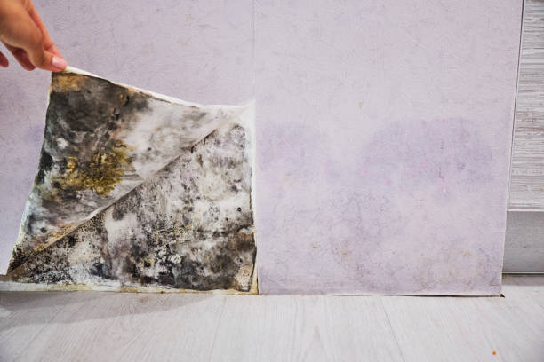 Best Fast Mold Removal  in Northumberland, PA